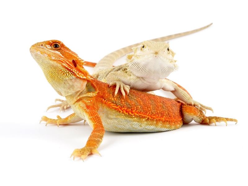 agama brodata Pogona vitticeps