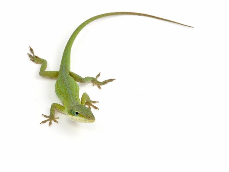 anolis zielony Anolis carolinensis