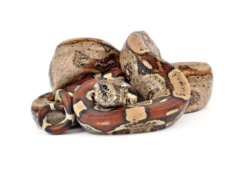 boa cesarski Boa constrictor