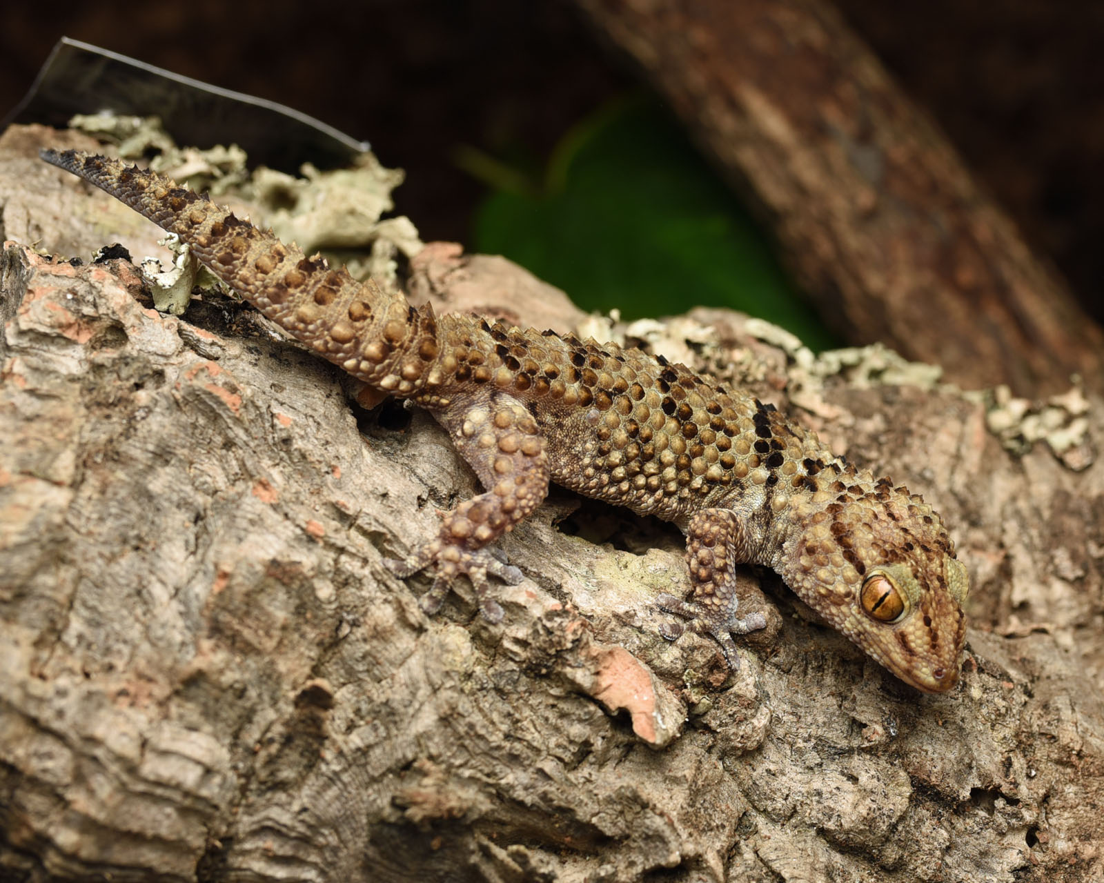 gekon leśny Chondrodactylus turneri