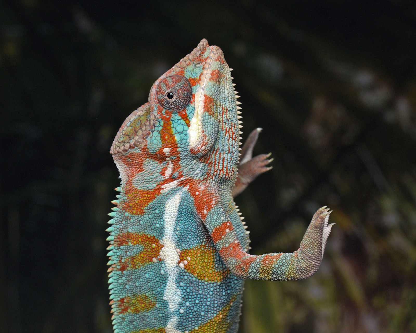 kameleon lamparci Furcifer pardalis