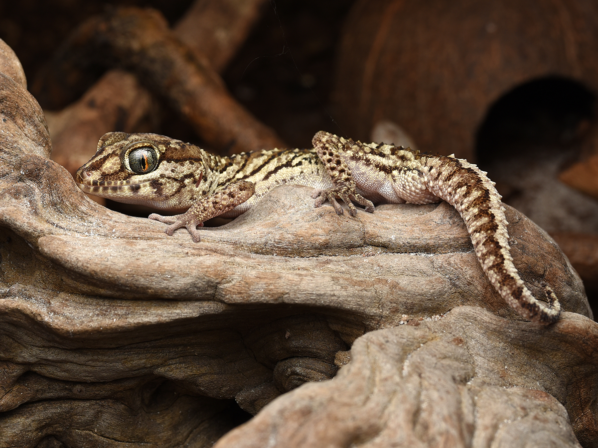 gekon madagaskarski Paroedura picta