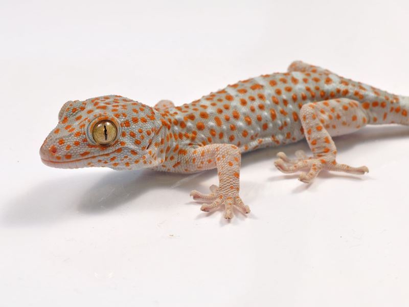 gekon toke Gekko gecko