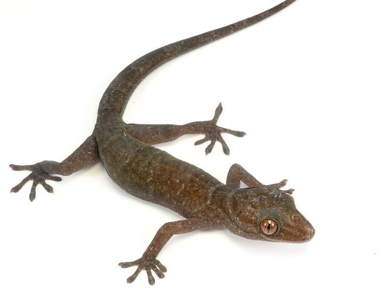 gekon złocisty Gekko badenii