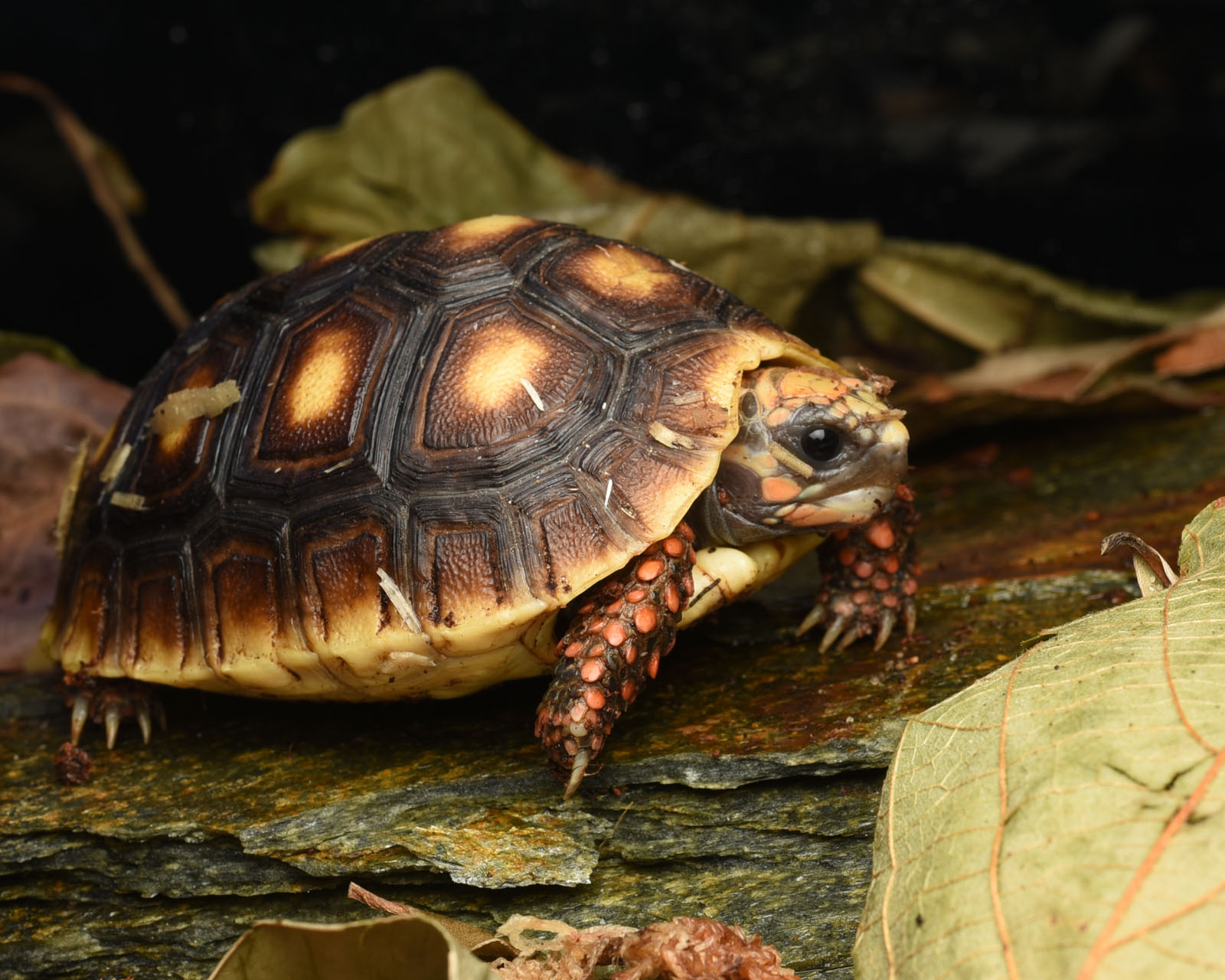 żółw żabuti Chelonoidis carbonarius