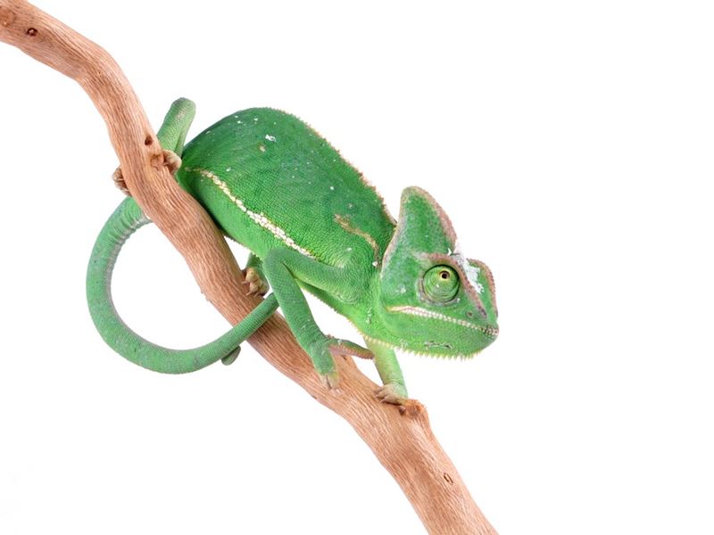 kameleon jemeński Chamaeleo calyptratus