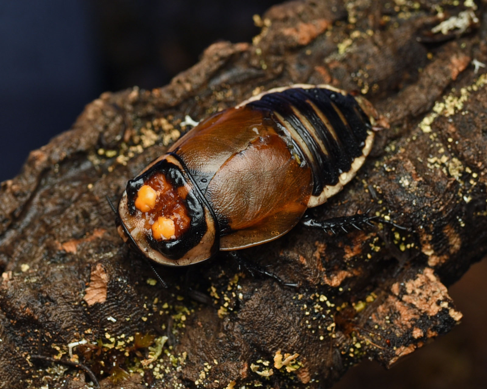 karaczan świetlikowy Lucihormetica verrucosa