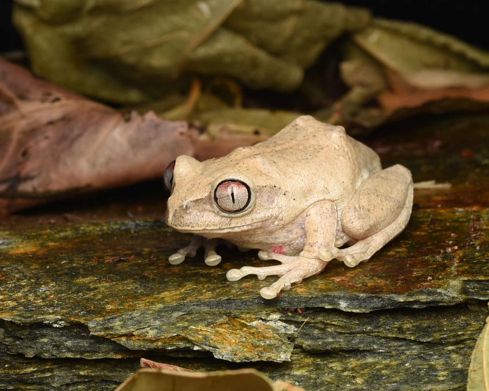 drzewiarka wielkooka Leptopelis vermiculatus