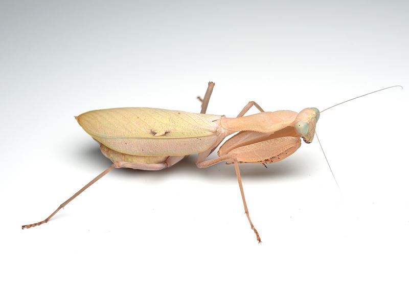 modliszka "gwinejska" Sphodromantis sp. Sudan L3/L4