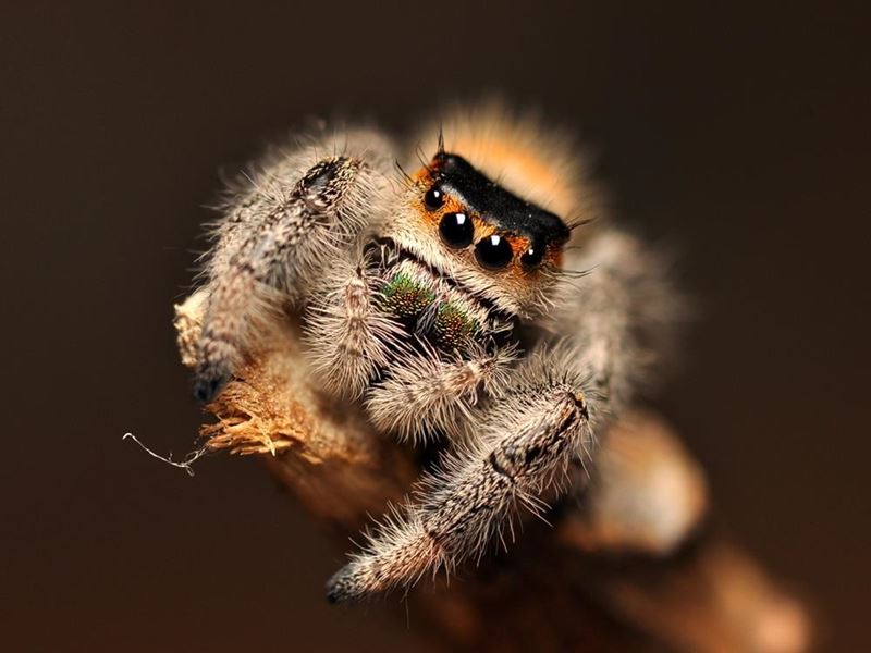 skakun królewski Phidippus regius