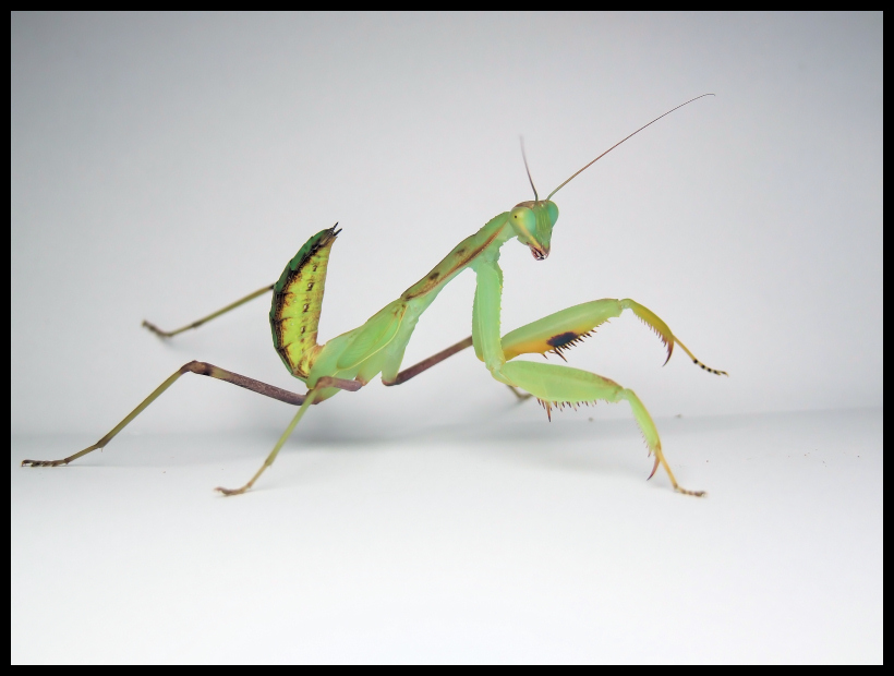 modliszka Sphodromantis viridis L6