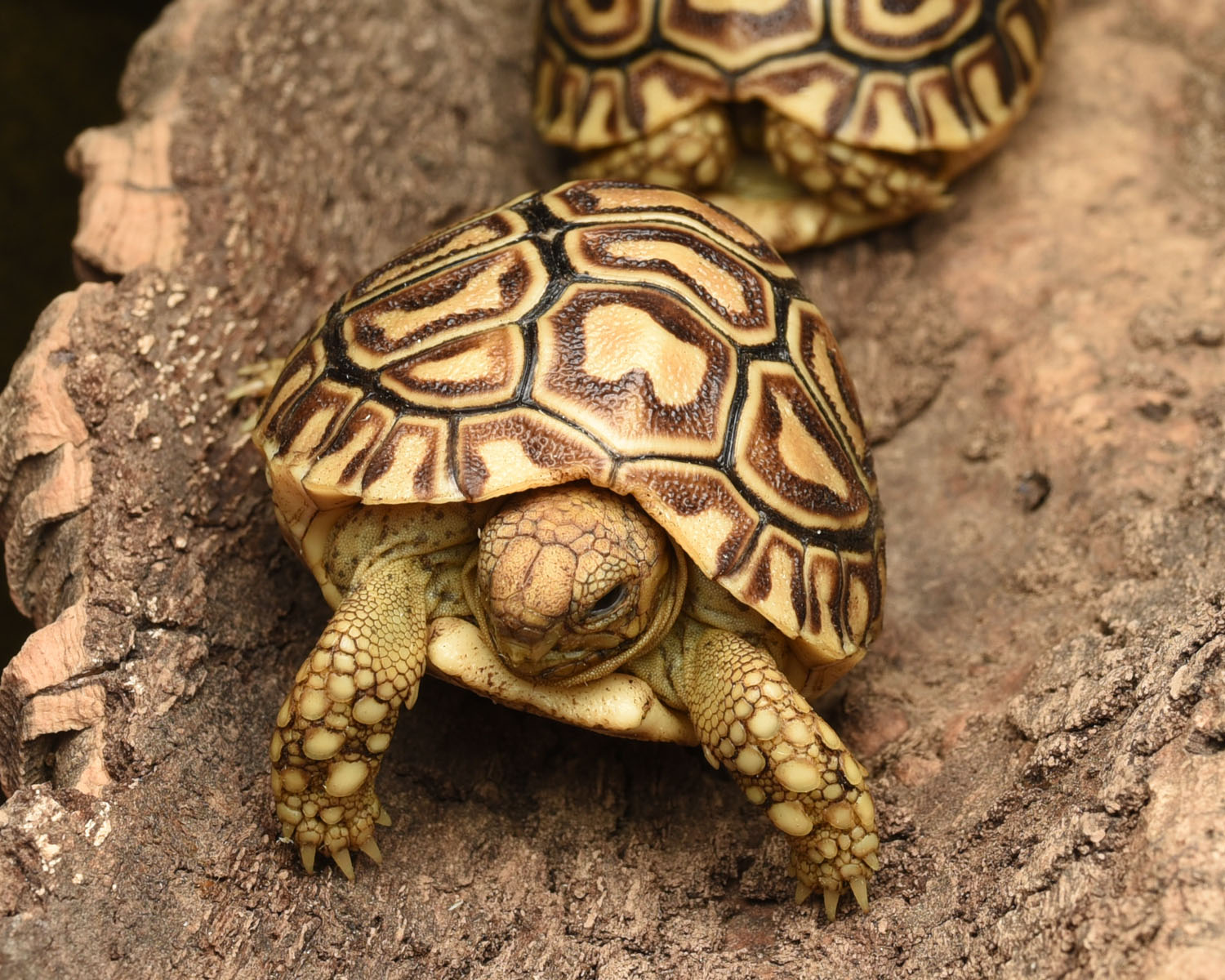 żółw lamparci Stigmochelys pardalis