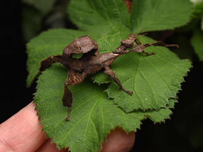 straszyk australijski Extatosoma tiaratum